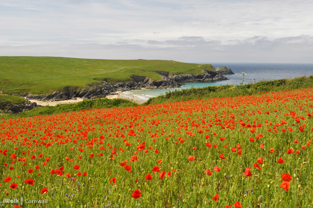 Polly Joke Poppies