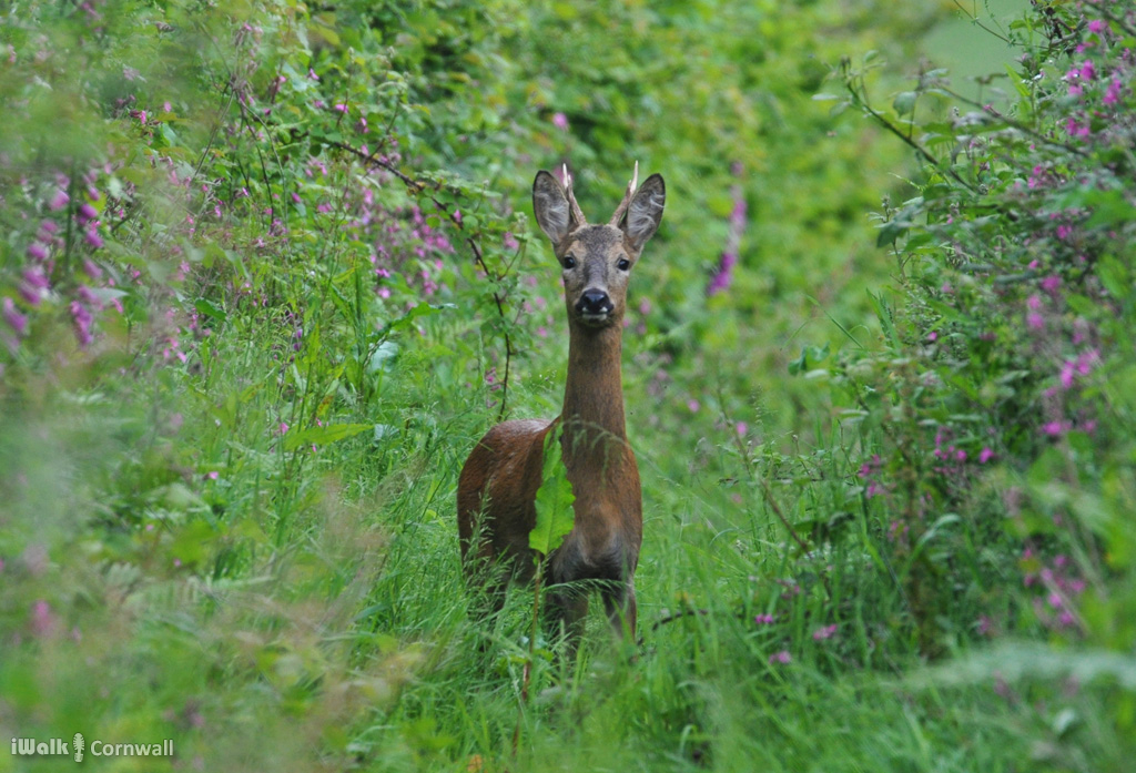 St Wenn Deer