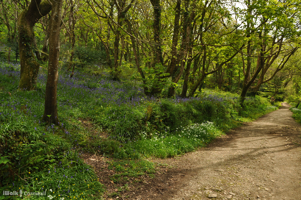 illogan woods