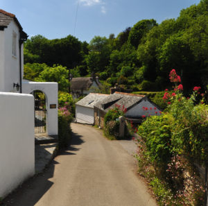 A track through pretty white cottages and a hedgerow on the left with flowers