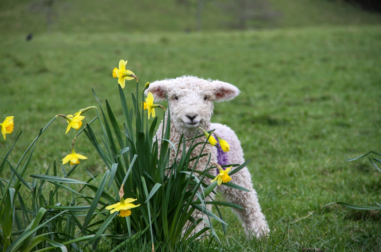 12 fun things to do in Cornwall this Easter — Cornwall 365 What's On