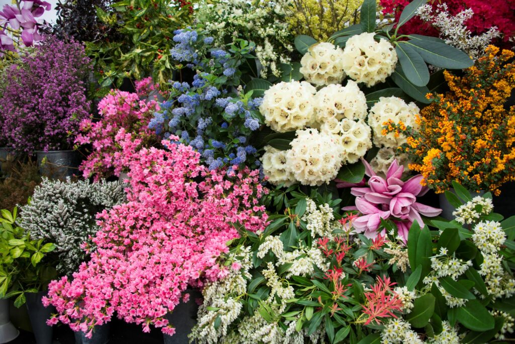 Cornwall Garden Society 2023 Spring Flower Show