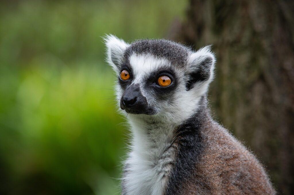 Summer at Newquay Zoo