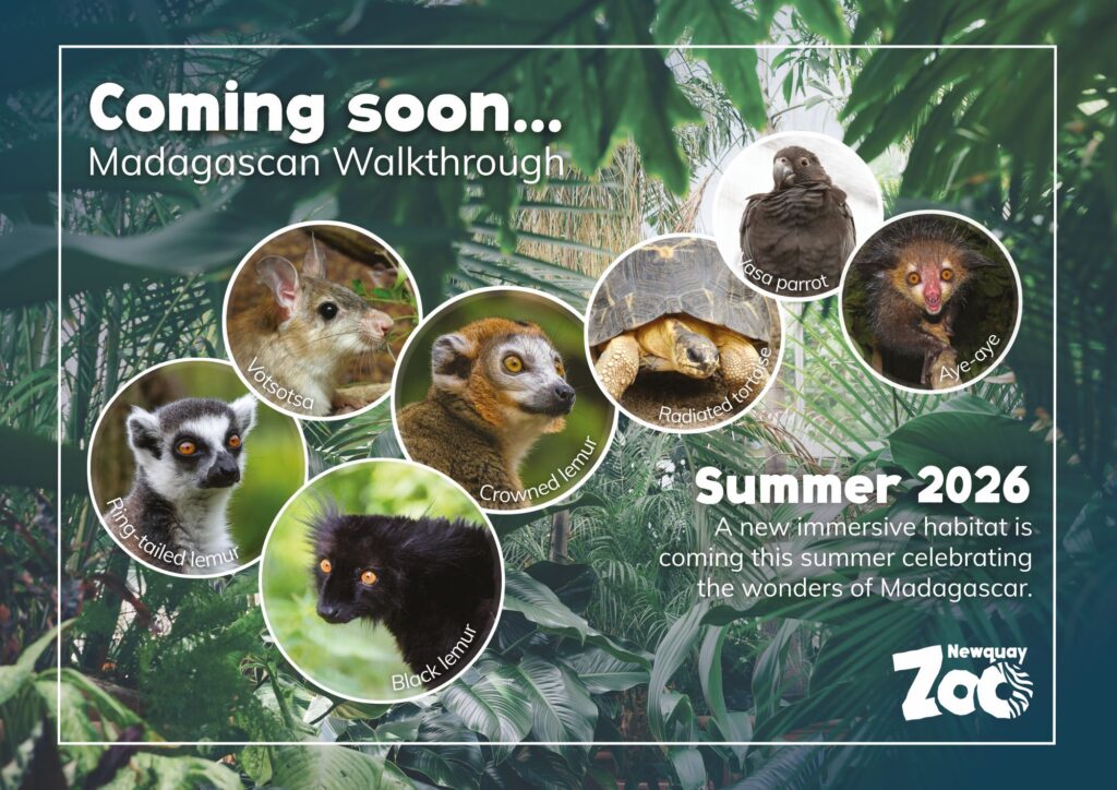 Summer at Newquay Zoo