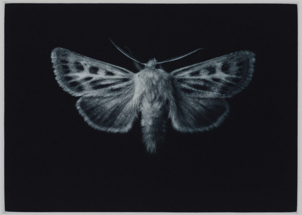 Sarah Gillespie: 'Birded and Eyed'