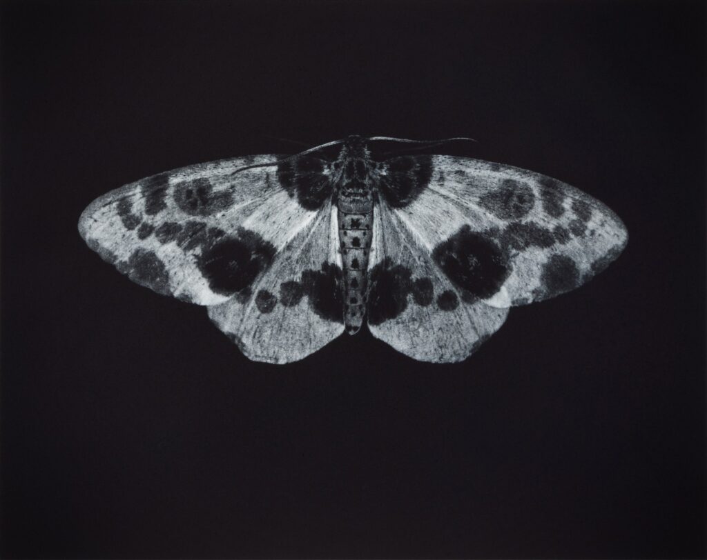 Sarah Gillespie: 'Birded and Eyed'
