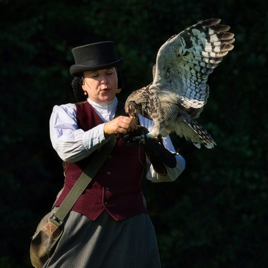 Falconry at Trelissick
