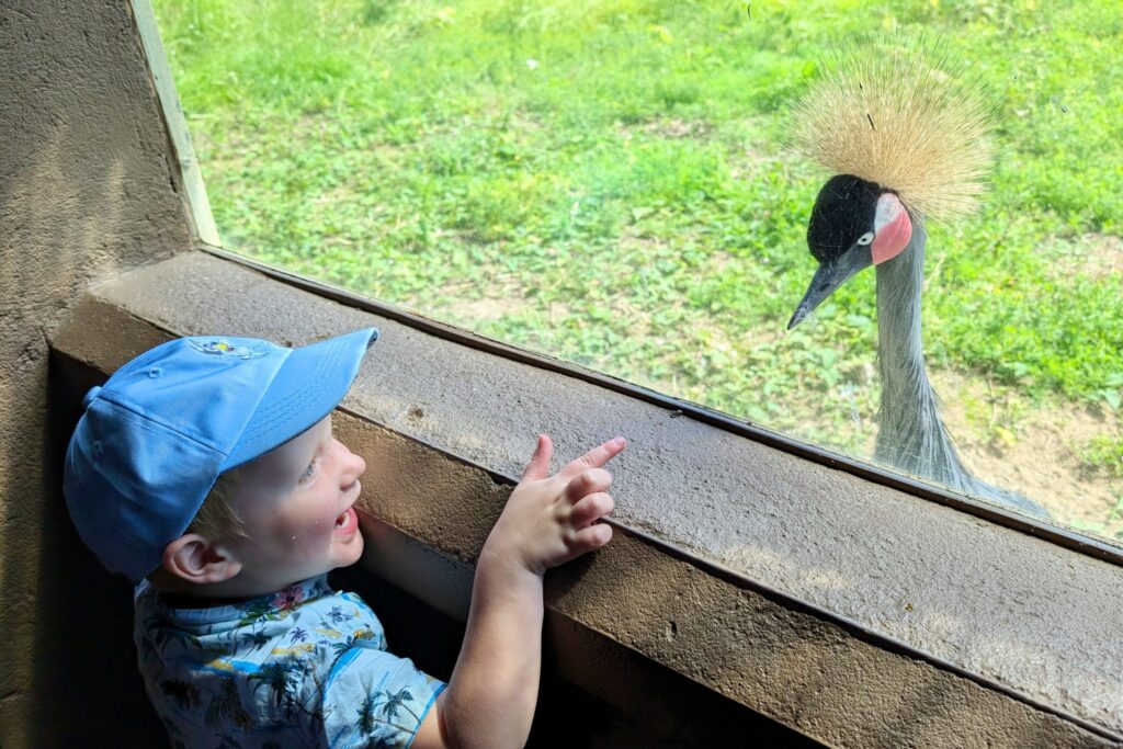 Summer at Newquay Zoo