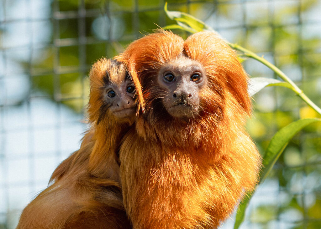Summer at Newquay Zoo