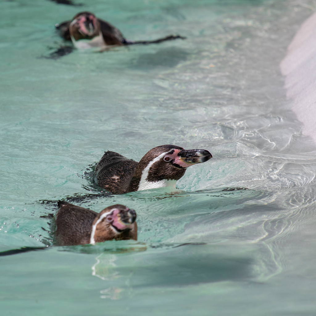 Summer at Newquay Zoo