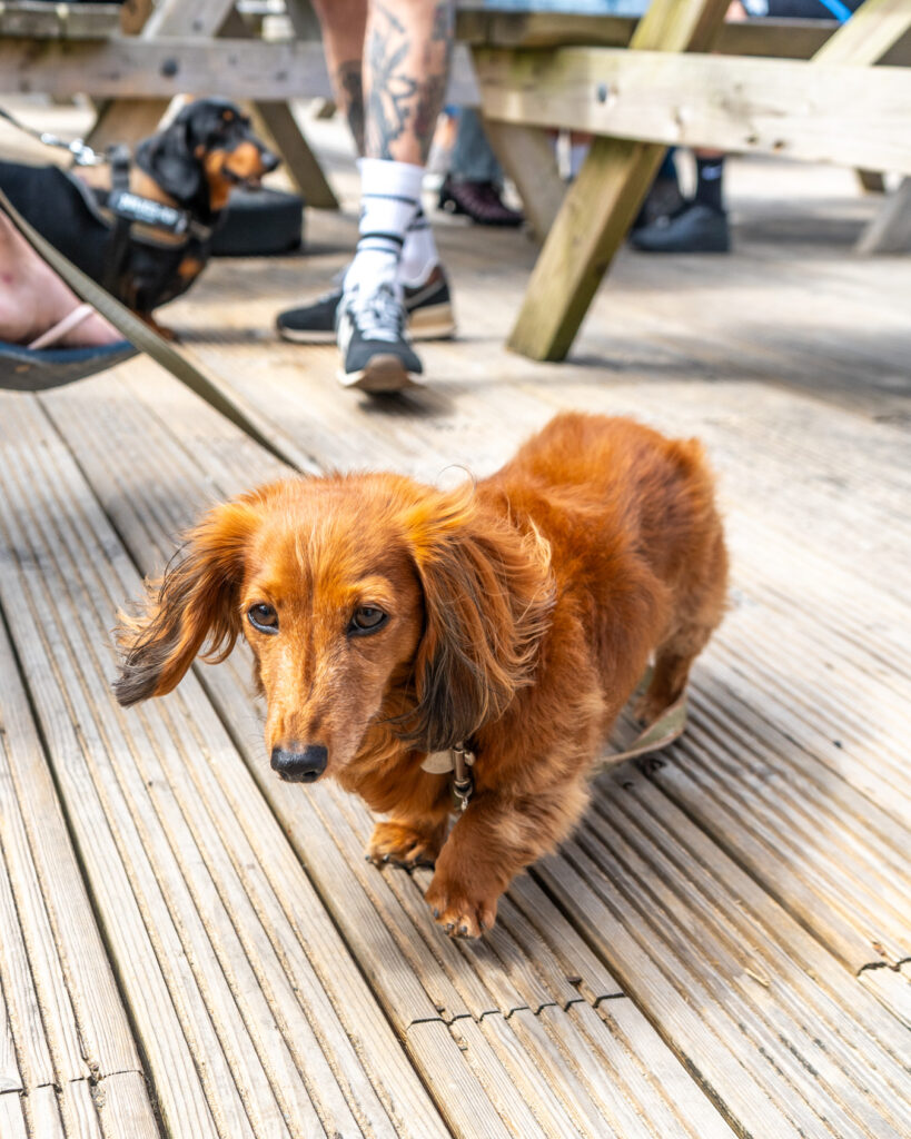 WAX Walkies - Wiener Walk II