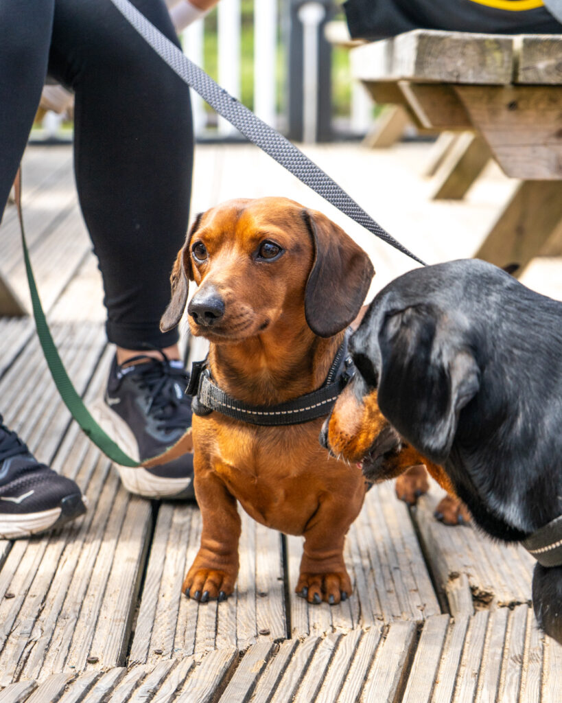 WAX Walkies - Wiener Walk II