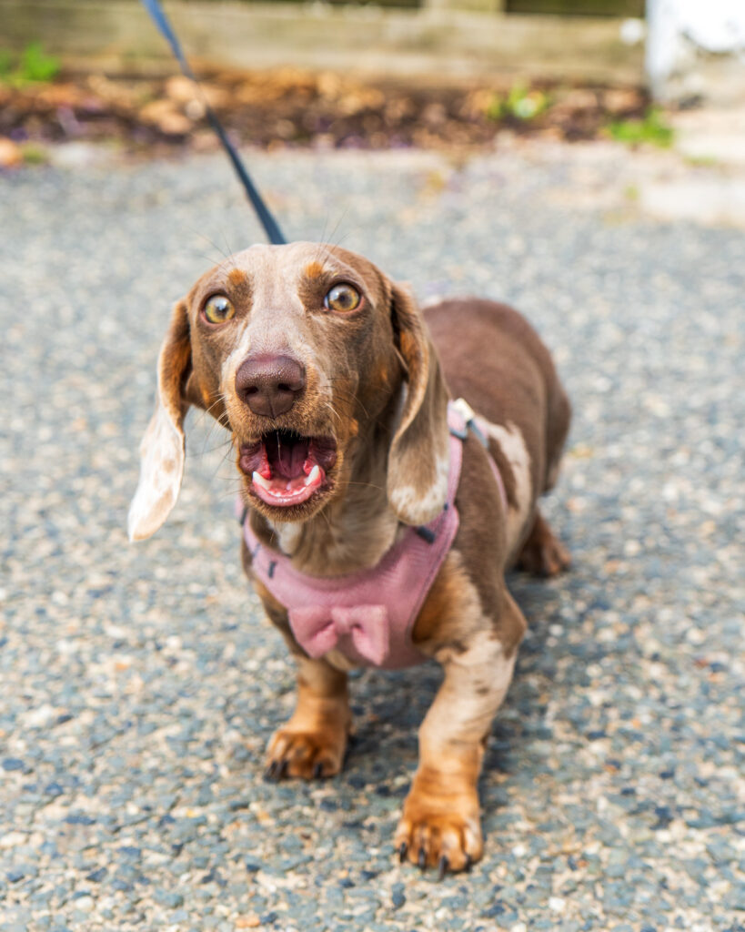 WAX Walkies - Wiener Walk II