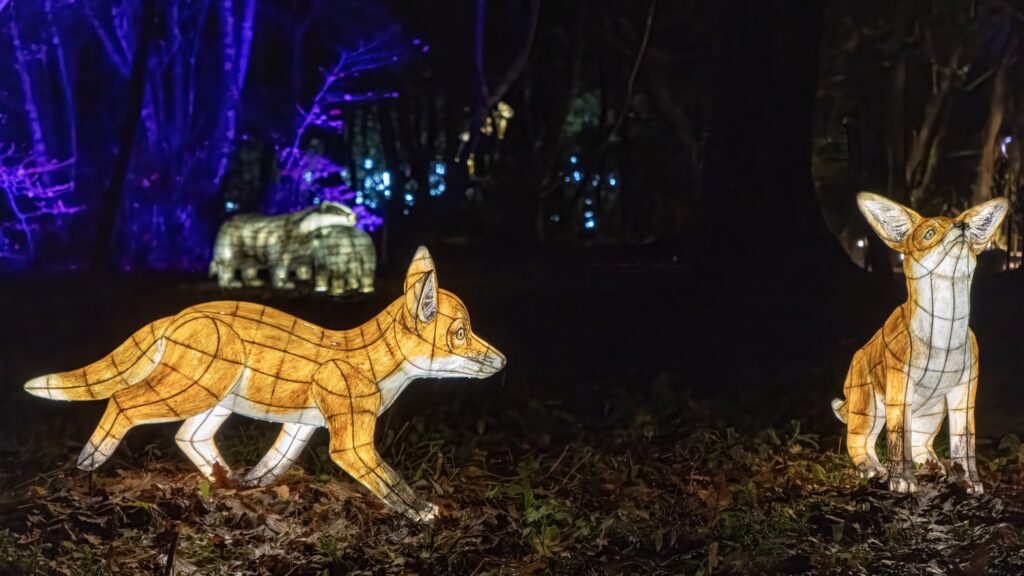 Heligan Night Garden