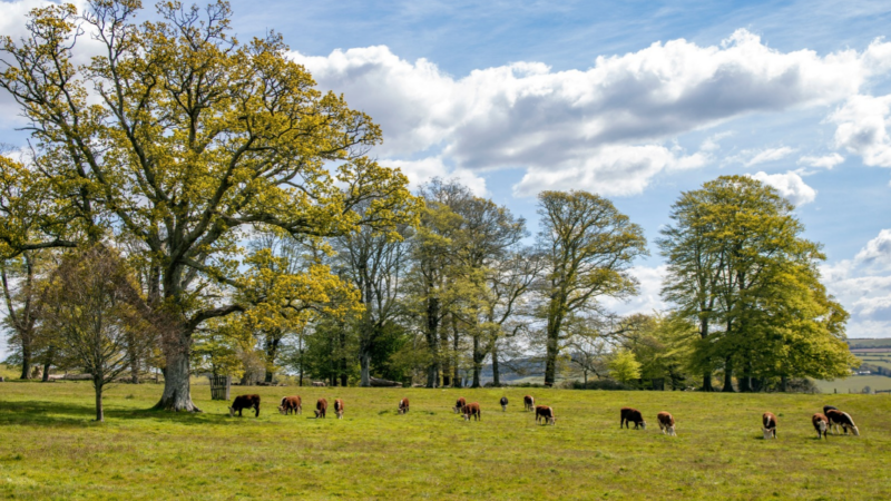 Guided Walk: Conservation Grazing
