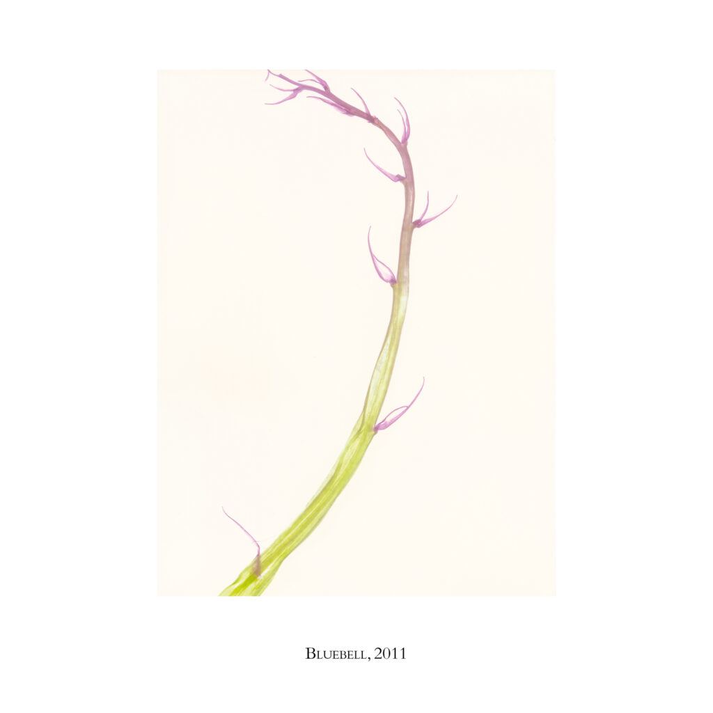 Garry Fabian Miller: 'Our Garden'
