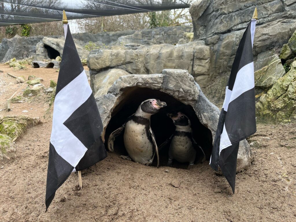 Cornish Week at Newquay Zoo