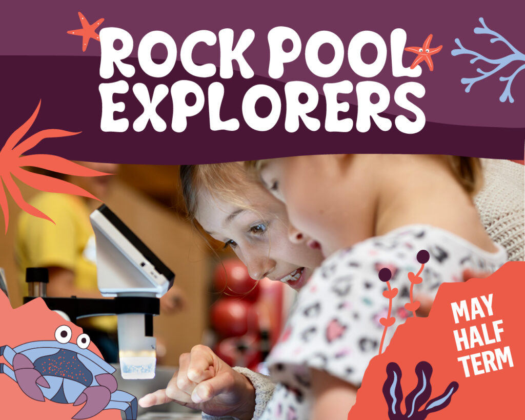 Rock Pool Explorers