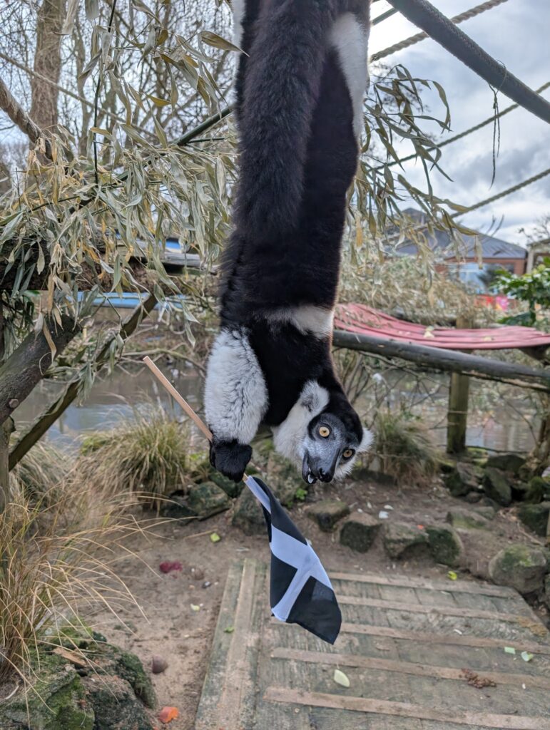 Cornish Week at Newquay Zoo
